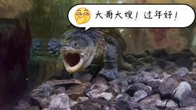 大连探店老虎爆料事件视频,老虎爆料事件视频引发热议 第1张 大连探店老虎爆料事件视频,老虎爆料事件视频引发热议 第1张