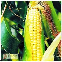 蛋花玉米爆料视频大全,视频大全揭秘幕后真相